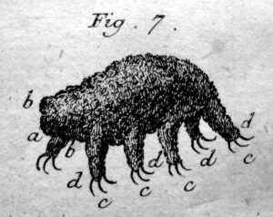Primera ilustración de un tardígrado, 1773