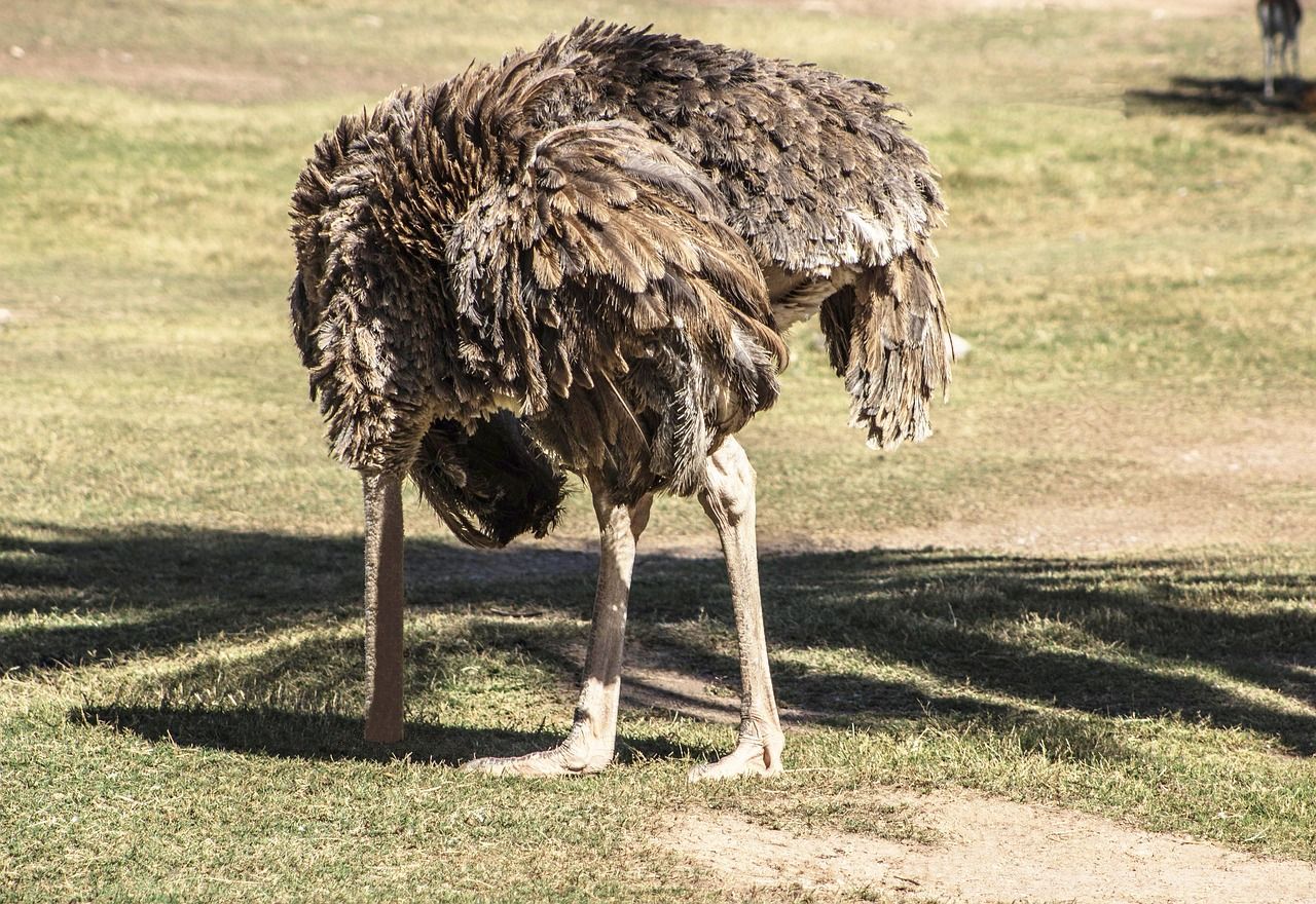 Foto de Pixabay de un emú metiendo la cabeza en lo que parece un campo de golf algo agostado
